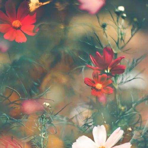 陈慧娴 - 你身边永是我(Dj阿柳 FunkyHouse Rmx 2025 肇庆Dj小姚提供)